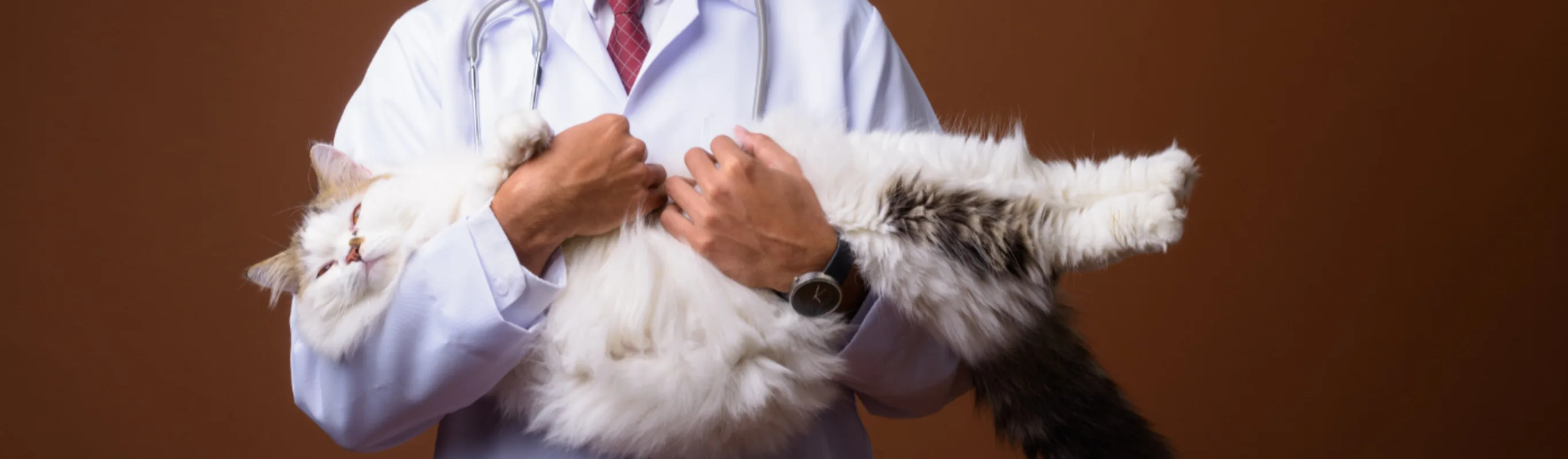 Veterinarian Holding a White Cat
